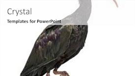  Presentation with bald - PPT layouts featuring side-view-of-a-northern background and a white colored foreground