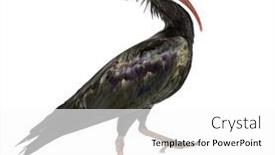  Presentation with bald - Slides featuring side-view-of-a-northern background and a white colored foreground