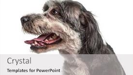  Presentation with old dog - PPT layouts enhanced with side-view-of-a-old background and a light gray colored foreground