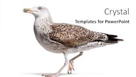  Presentation with old - Theme featuring side-view-of-a-one background and a white colored foreground