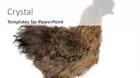  Presentation with hen - PPT theme featuring side-view-of-a-partridge background and a  colored foreground