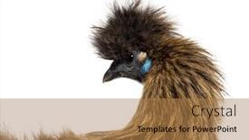  Presentation with hen - Slide deck enhanced with side-view-of-a-partridge background and a coral colored foreground