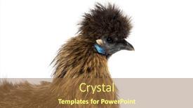  Presentation with hen - Slides with side-view-of-a-partridge background and a tawny brown colored foreground