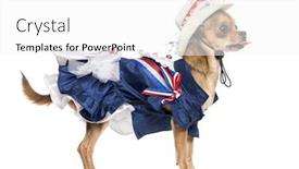  Presentation with patriotic - PPT layouts with side view of a patriotic chihuahua standing sticking the tongue out isolated on white background and a white colored foreground