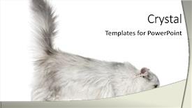  Presentation with persian - Colorful presentation design enhanced with side view of a persian backdrop and a white colored foreground