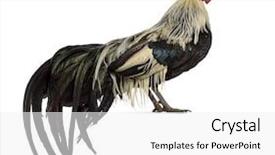  Presentation with phoenix - PPT layouts enhanced with side view of a phoenix background and a white colored foreground