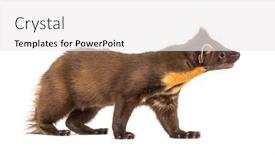  Presentation with pine - Slide deck featuring side-view-of-a-pine background and a white colored foreground