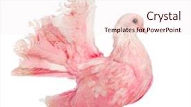  Presentation with white dove - PPT theme featuring side view of a pink dove against white background background and a sky blue colored foreground