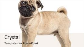  Presentation with puppy - Slide set consisting of side view of a pug background and a lemonade colored foreground
