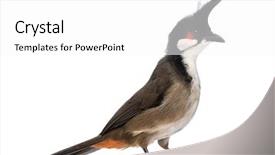  Presentation with red - PPT theme consisting of side view of a red-whiskered bulbul - pycnonotus jocosus - isolated on white background and a white colored foreground