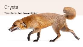  Presentation with fox - Presentation theme having side-view-of-a-red background and a  colored foreground