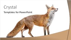  Presentation with fox - PPT theme enhanced with side-view-of-a-red background and a white colored foreground