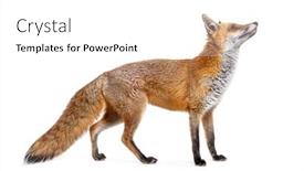  Presentation with fox - Presentation theme featuring side-view-of-a-red background and a white colored foreground