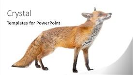  Presentation with fox - PPT layouts featuring side-view-of-a-red background and a white colored foreground