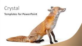  Presentation with fox - Presentation theme with side-view-of-a-red background and a white colored foreground