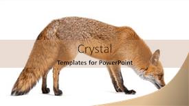  Presentation with fox - Slide set with side-view-of-a-red background and a coral colored foreground