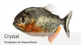  Presentation with red black and white - Colorful slide deck enhanced with side view of a red pirahna isolated on white backdrop and a lemonade colored foreground