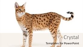  Presentation with savannah - Presentation theme having side-view-of-a-savannah background and a lemonade colored foreground