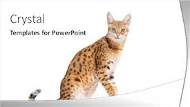  Presentation with savannah - PPT theme with side-view-of-a-savannah background and a white colored foreground