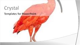  Presentation with walking - PPT theme having side-view-of-a-scarlet background and a white colored foreground