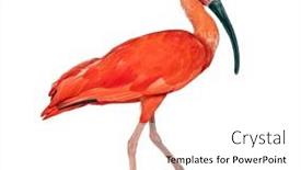  Presentation with walking - PPT theme enhanced with side-view-of-a-scarlet background and a white colored foreground