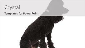  Presentation with poodle - Slides having side view of a seated black poodle on white background background and a light gray colored foreground