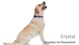  Presentation with curiosity - Slide set featuring side-view-of-a-seated background and a white colored foreground