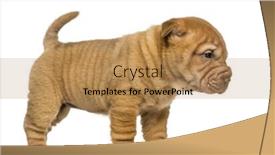  Presentation with pei - Beautiful theme featuring side view of a shar pei puppy standing isolated on white backdrop and a coral colored foreground