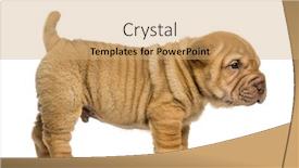 Presentation with pei - Cool new theme with side view of a shar pei puppy standing isolated on white backdrop and a coral colored foreground