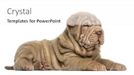  Presentation with pei - PPT theme with side view of a shar pei puppy lying down dozing isolated on white background and a white colored foreground