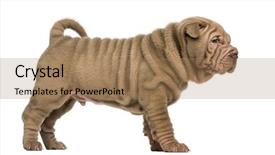  Presentation with pei - Audience pleasing slide deck consisting of side view of a shar pei puppy standing isolated on white backdrop and a coral colored foreground