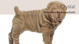  Presentation with pei - Slide deck featuring side view of a shar pei puppy standing looking at the camera isolated on white background and a coral colored foreground