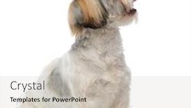  Presentation with puppy - Slide set consisting of side-view-of-a-shih background and a soft green colored foreground