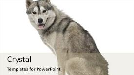  Presentation with siberian husky dog black - Slide set consisting of side view of a siberian background and a coral colored foreground