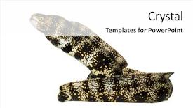  Presentation with healthy workplace full length side view - Beautiful theme featuring side view of a snowflake moray echidna nebulosa isolated on white backdrop and a white colored foreground