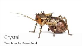  Presentation with cricket - Presentation design featuring side-view-of-a-soldier background and a white colored foreground