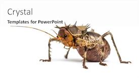  Presentation with cricket - Theme enhanced with side-view-of-a-soldier background and a white colored foreground