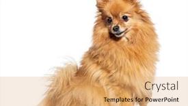  Presentation with dog - Presentation design enhanced with side-view-of-a-spitz background and a coral colored foreground