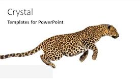  Presentation with spotted sheep - Slide deck having side-view-of-a-spotted background and a white colored foreground