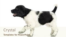  Presentation with healthy workplace full length side view - Theme enhanced with side-view-of-a-stabyhoun background and a cream colored foreground