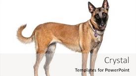  Presentation with dog - Beautiful presentation design featuring side-view-of-a-standing backdrop and a light gray colored foreground