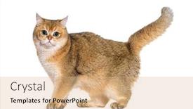  Presentation with british - Presentation theme featuring side-view-of-a-standing background and a coral colored foreground