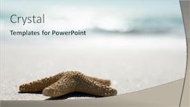  Presentation with sea sun - Amazing PPT layouts having side-view-of-a-starfish backdrop and a sky blue colored foreground