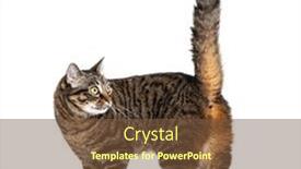  Presentation with walking cat - Slide deck enhanced with side-view-of-a-striped background and a tawny brown colored foreground