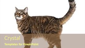  Presentation with walking cat - Presentation design consisting of side-view-of-a-striped background and a tawny brown colored foreground