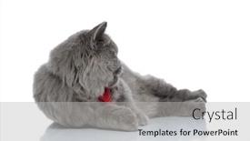  Presentation with super hero dog red - Cool new presentation with side view of a superb british longhair cat with red bow tie lying down and rolling over playful against white studio background backdrop and a light gray colored foreground