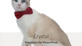  Presentation with red stars gala - Amazing PPT layouts having somber - side view of a superb backdrop and a mint green colored foreground