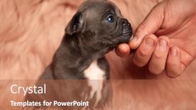  Presentation with bully - Colorful presentation enhanced with side view of a superb american bully dog with brown fur sitting and being cuddled on pink studio background backdrop and a red colored foreground