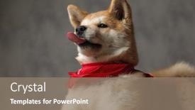  Presentation with tongue - PPT theme with side-view-of-a-superb background and a gray colored foreground