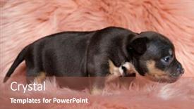  Presentation with bully - Audience pleasing theme consisting of side-view-of-a-suspicious backdrop and a red colored foreground